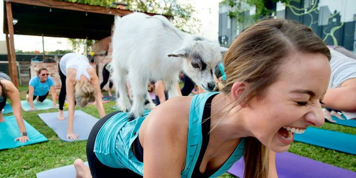 Copy of Goat Yoga @ Paradigm Gardens NEW SMALL CLASS SIZE