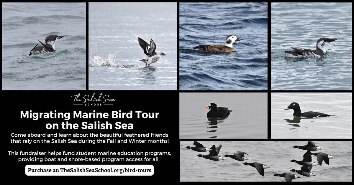 Marine Birds on the Sea Boat Tour