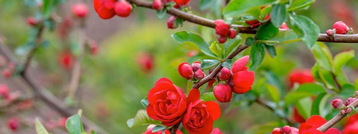 Deciduous Flowering Shrubs