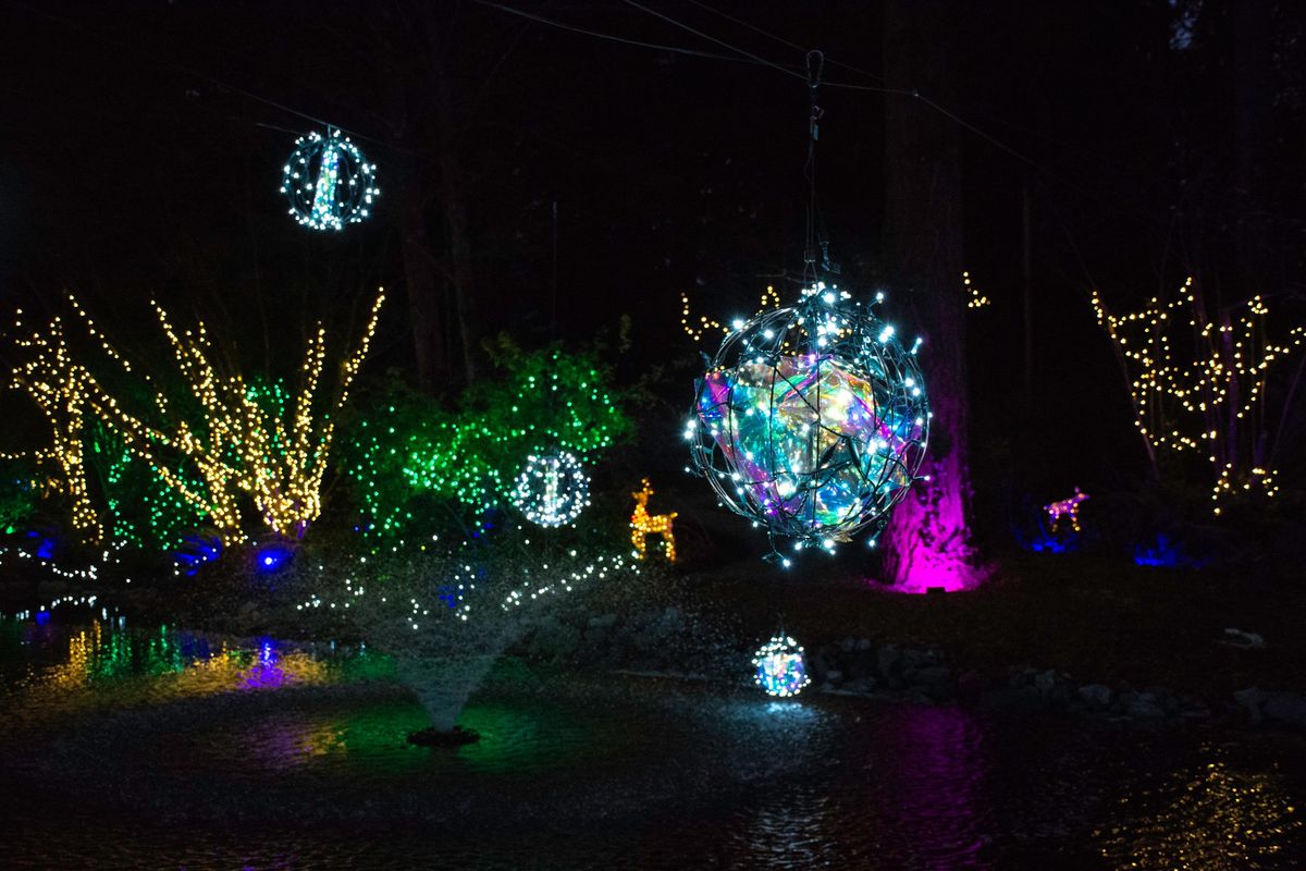 Holiday Lights in Williams Park