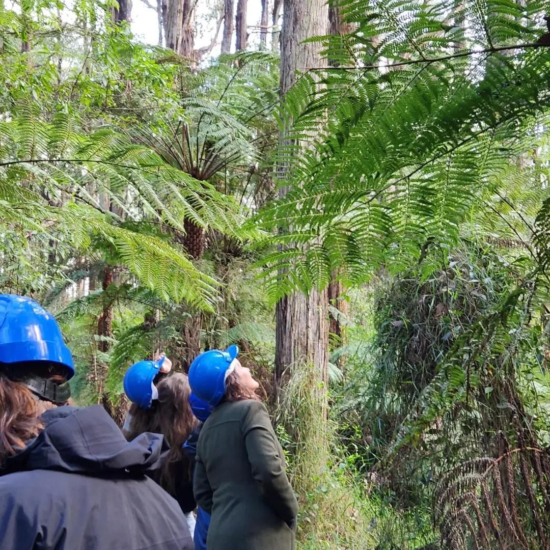 Toolangi - FREE Primary Teacher PD