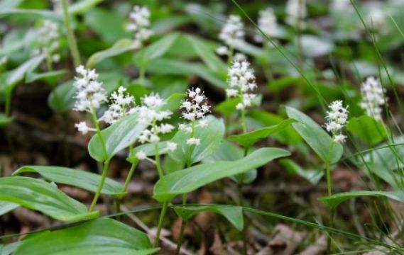 "Building Biodiversity with Native Plants" - Paul LaPorte