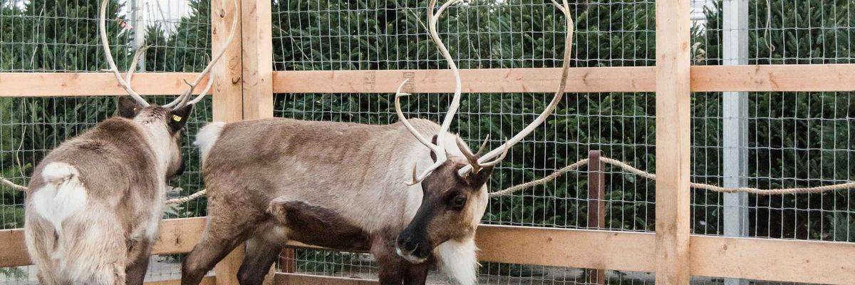 Meet Santa's Reindeer