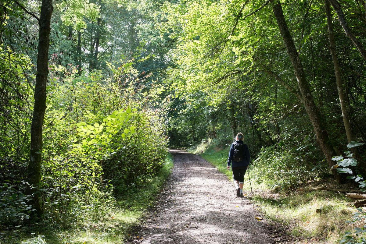 Tree Medicine Walk at Balmacaan