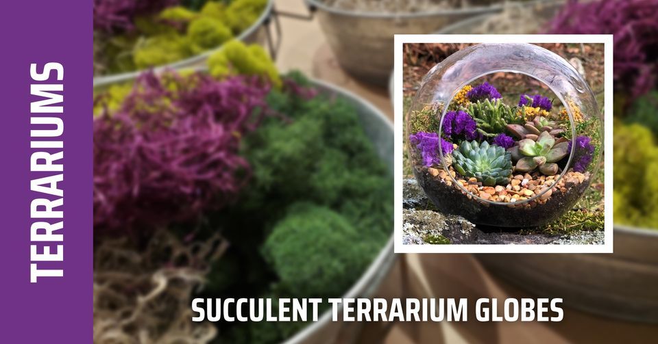 Succulent Terrarium Workshop (Brookfield)