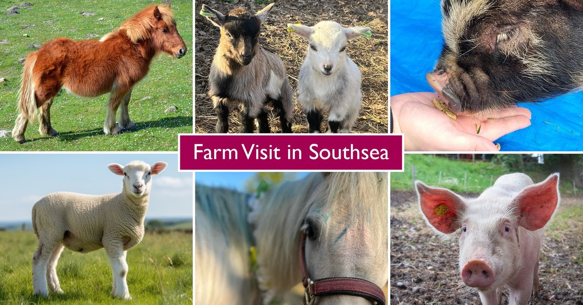 Farm Animals Visit Southsea