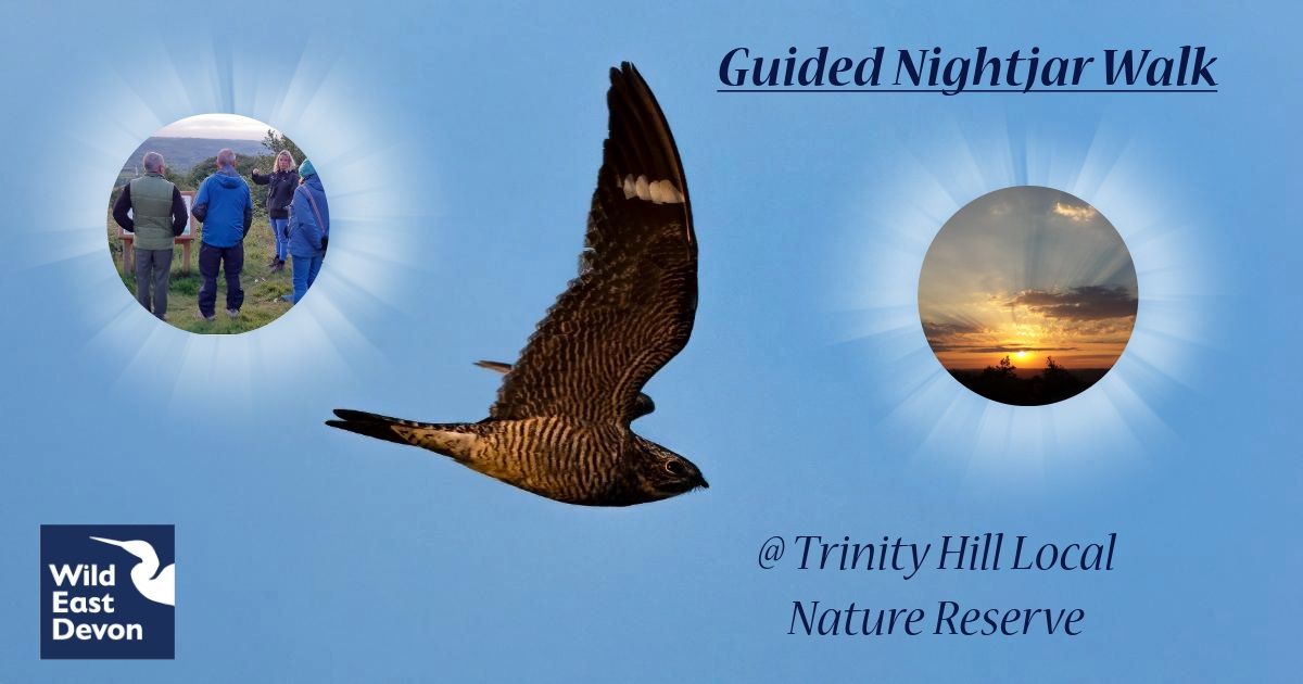 Guided Nightjar Walk