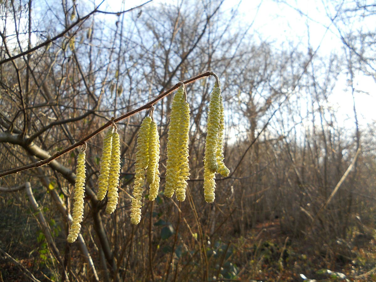 Women of the woods Imbolc EOC 2806