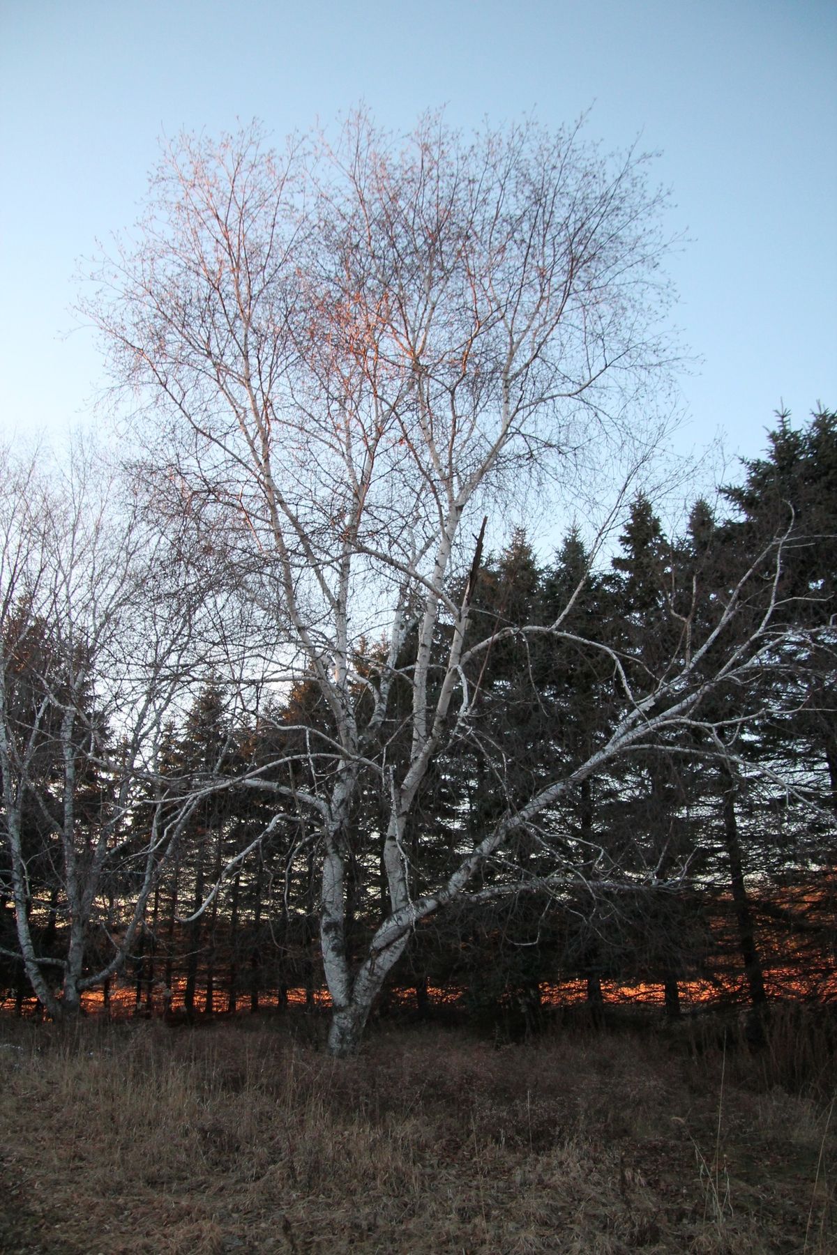 Food and Medicine: Tapping and Tasting White Birch