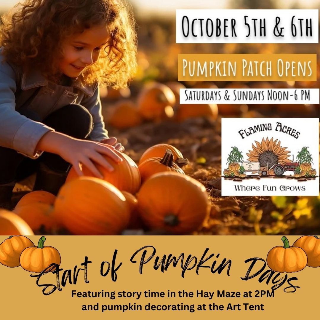 Pumpkin Days at The Farm