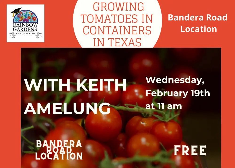 Growing Tomatoes in Containers in Texas