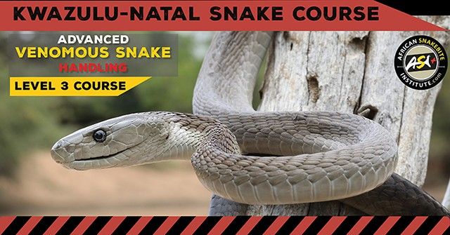 Snake Awareness First aid for Snakebite, Venomous Snake Handling