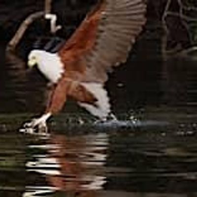 NIFPD - Committee -2026