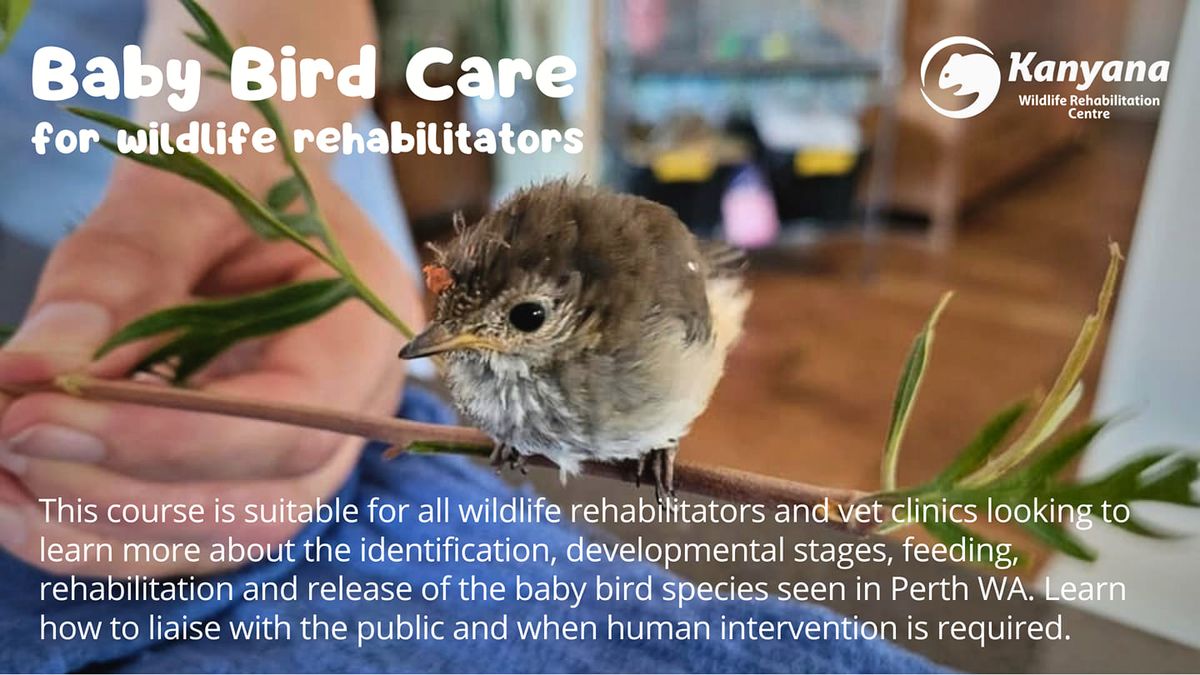 Baby Bird Care for Wildlife Rehabilitators\n
