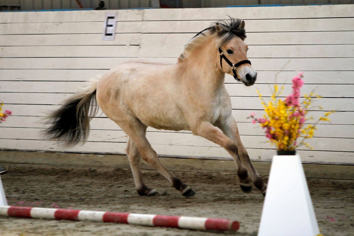 Jysk Plageskue for sm\u00e5heste og ponyracer