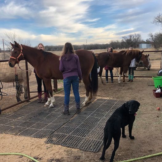 GRS Horse Basics Clinic 20, Golden Reward Sanctuary for horses and