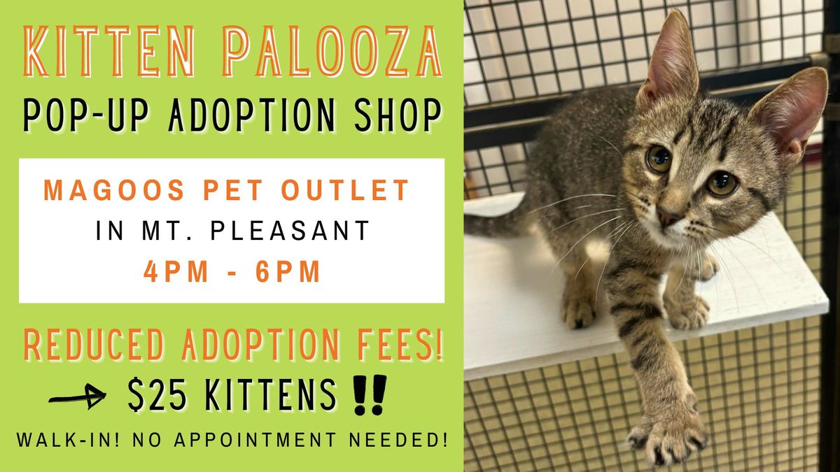 Kitten Palooza Pop-Up Adoptions