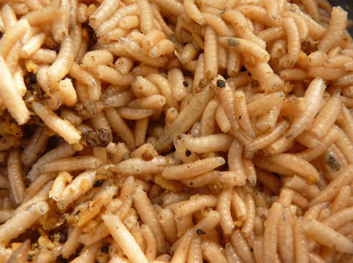 Maggots