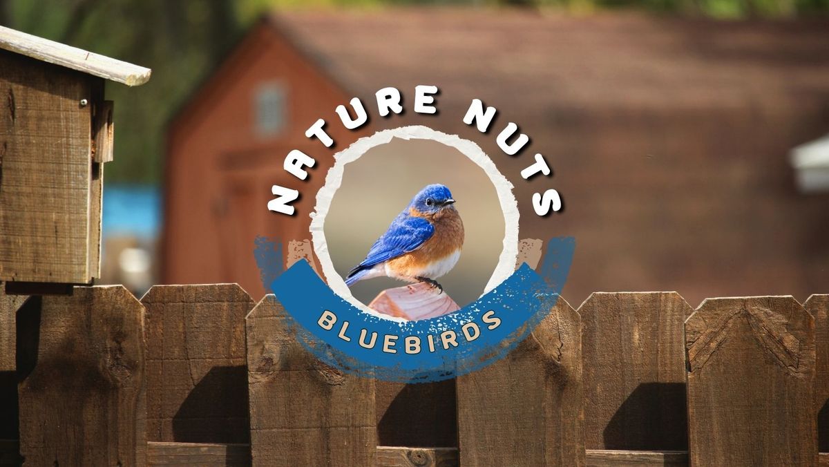 Nature Nuts: Bluebirds