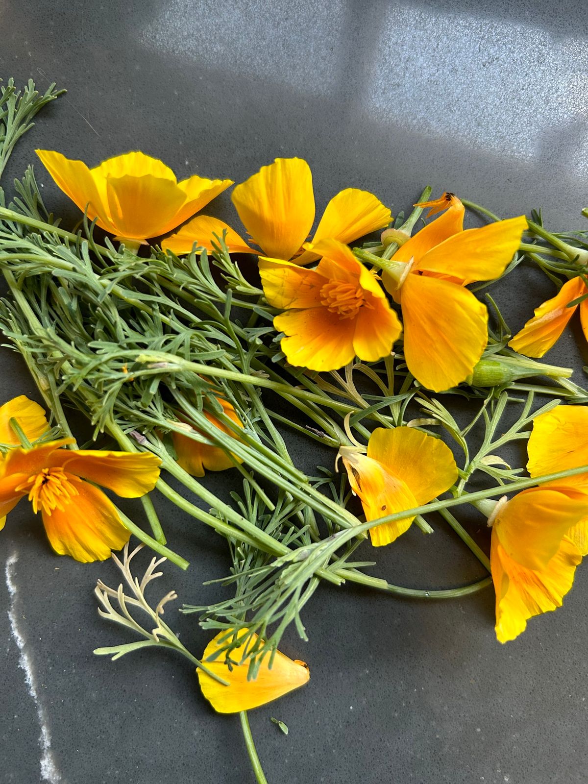  *FREE CLASS* Herbs for Moms: Women\u2019s Health and Family Planning