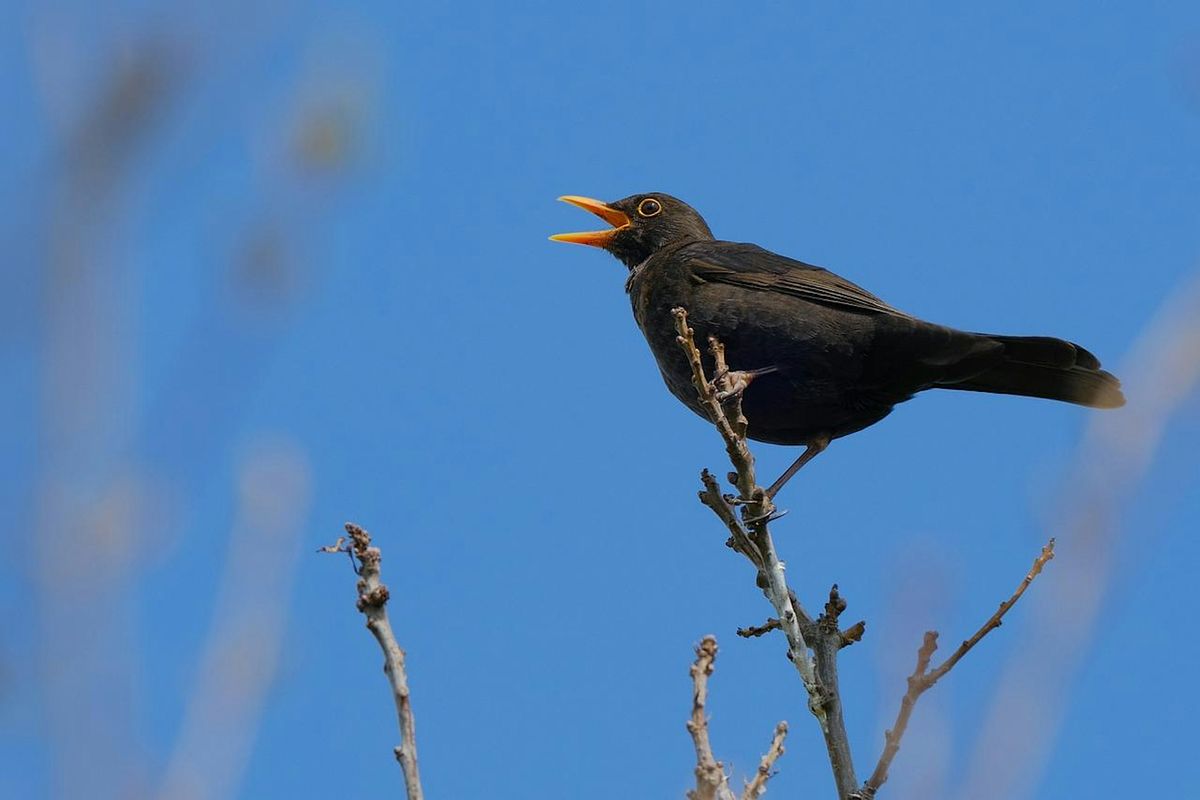 Dawn Chorus Walk of Stoke Park