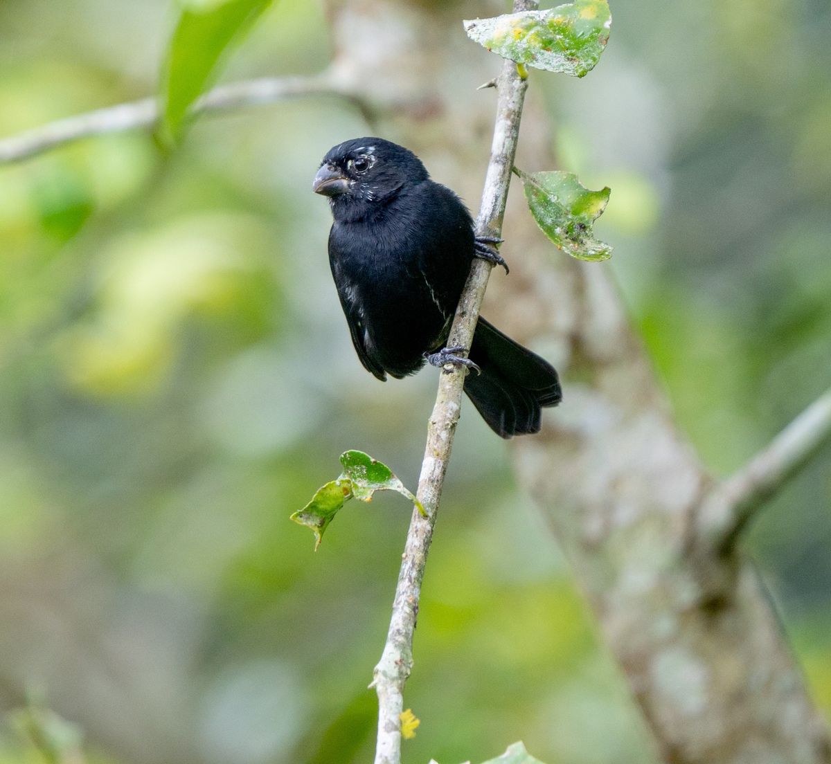 An Endemic Wonderland: Birding the Santa Marta Mountains of Columbia and More