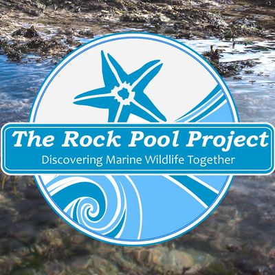 The Rock Pool Project