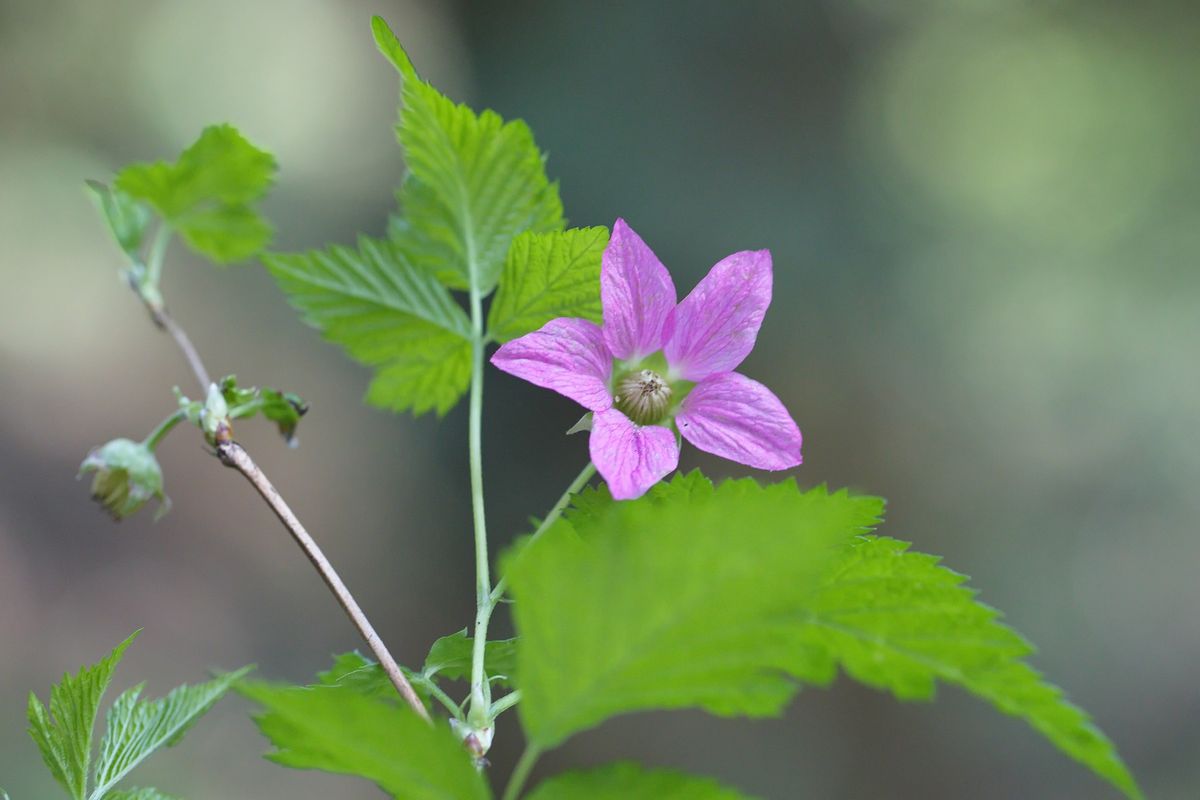 Healing Herbs of the Arboretum