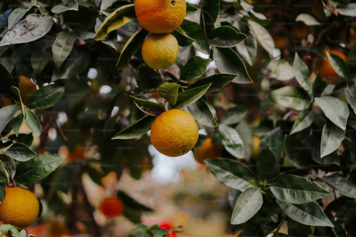 Winter Fruit Tree Planting- Selection and Care - San Jose