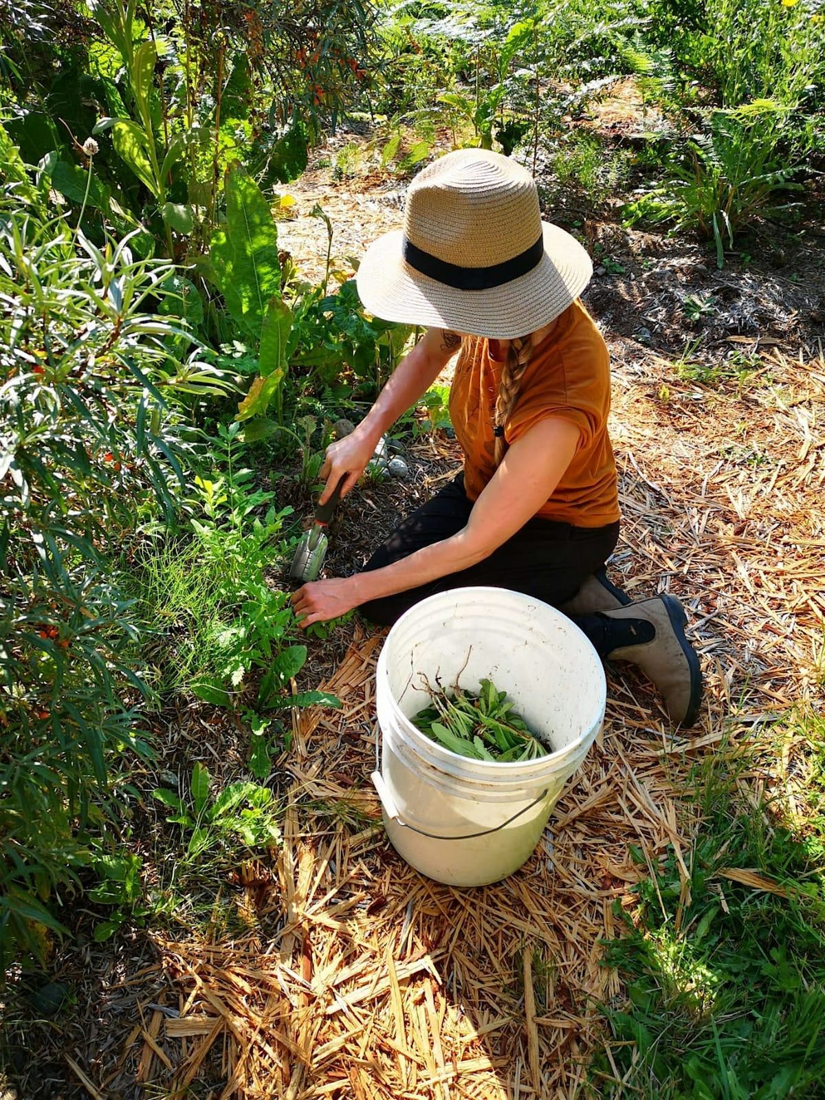 Wheel of the Seasons: Aligning with the 5 Elements using Herbal Medicine