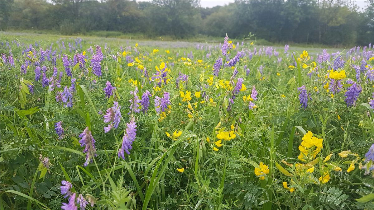 Plant sensing expedition at Hinksey Meadows, Oxford