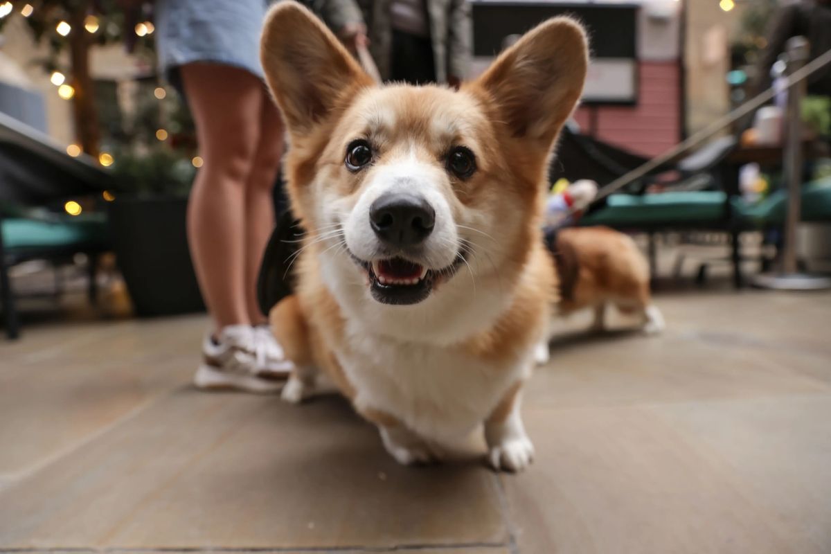 CORGI CAFE HALLOWEEN - MANCHESTER