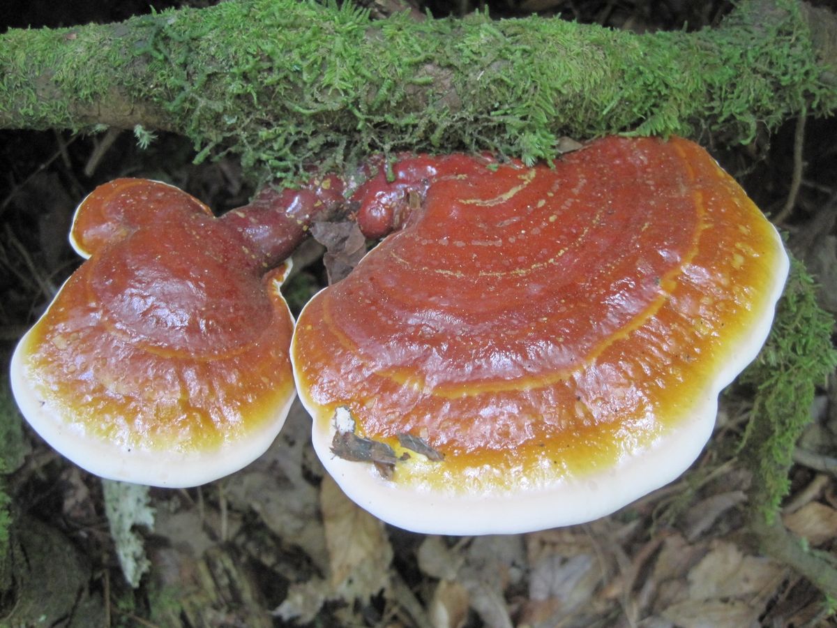 Fall Mushroom Cultivation Workshop