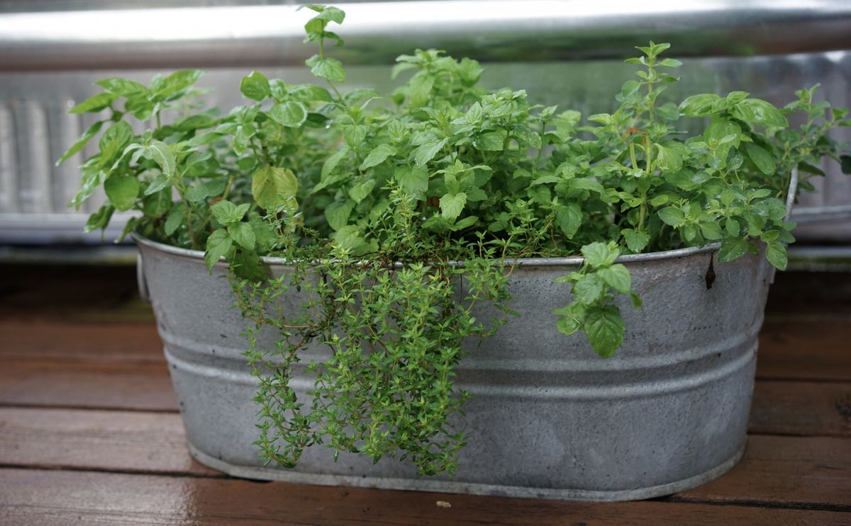 Creating an Herbal Planter