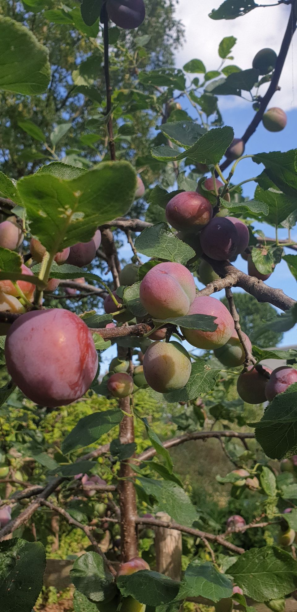 Orchard volunteering session at Wyck Forest Garden 