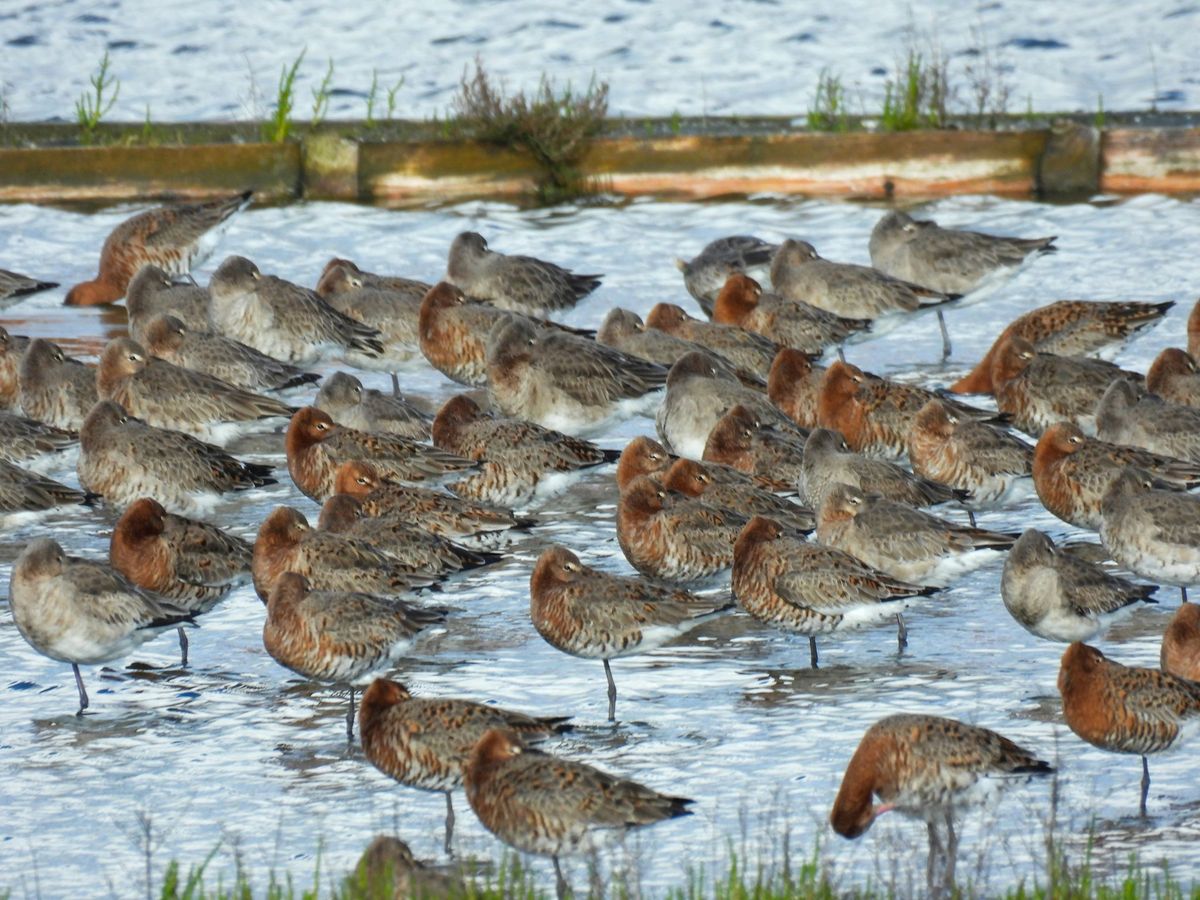 The Role of BTO Data in Understanding and Conserving Gower\u2019s Birds