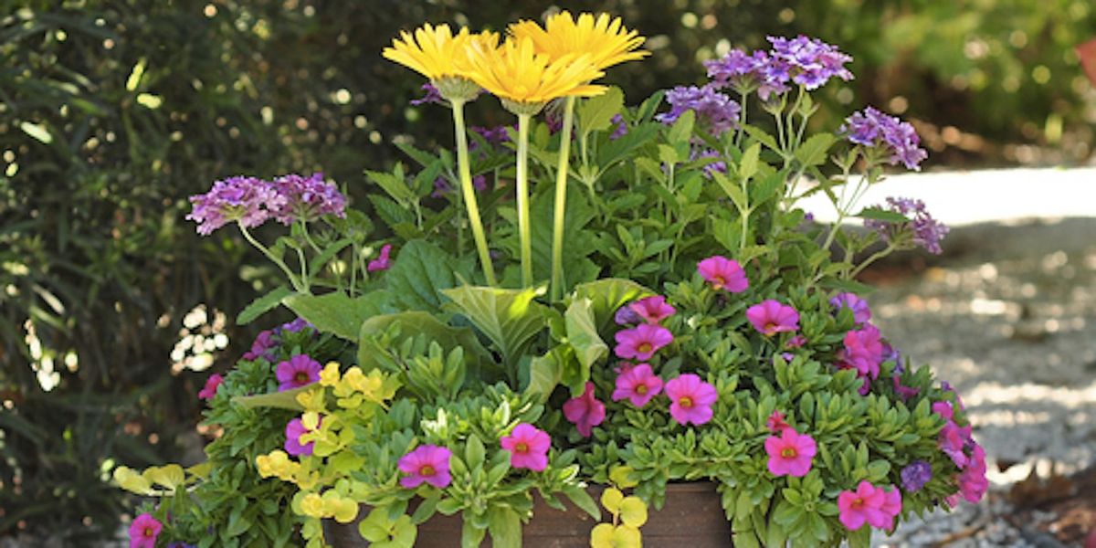 Mother's Day Container Gardening Workshop