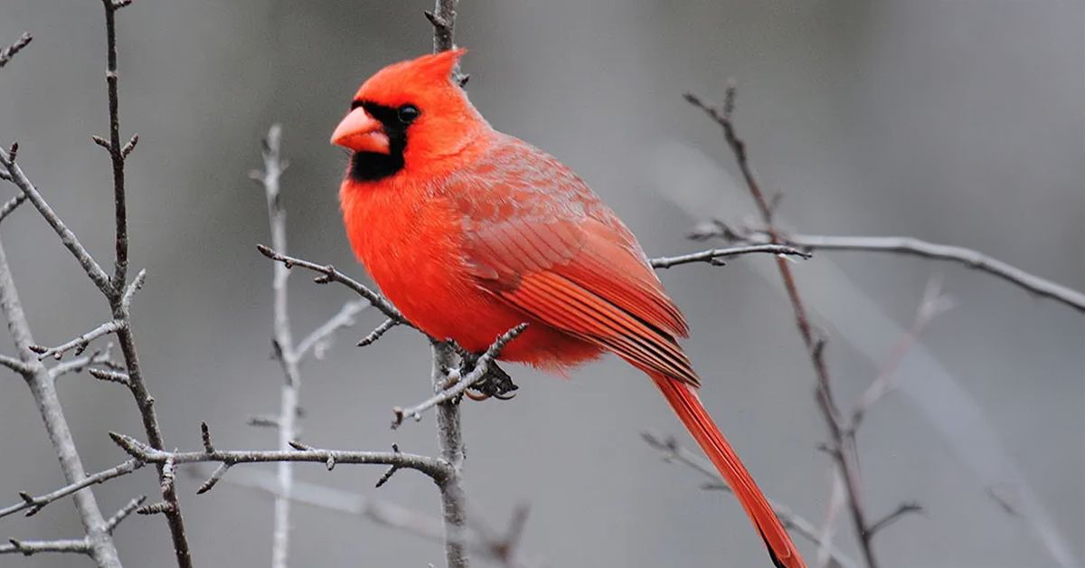 Great Backyard Bird Count