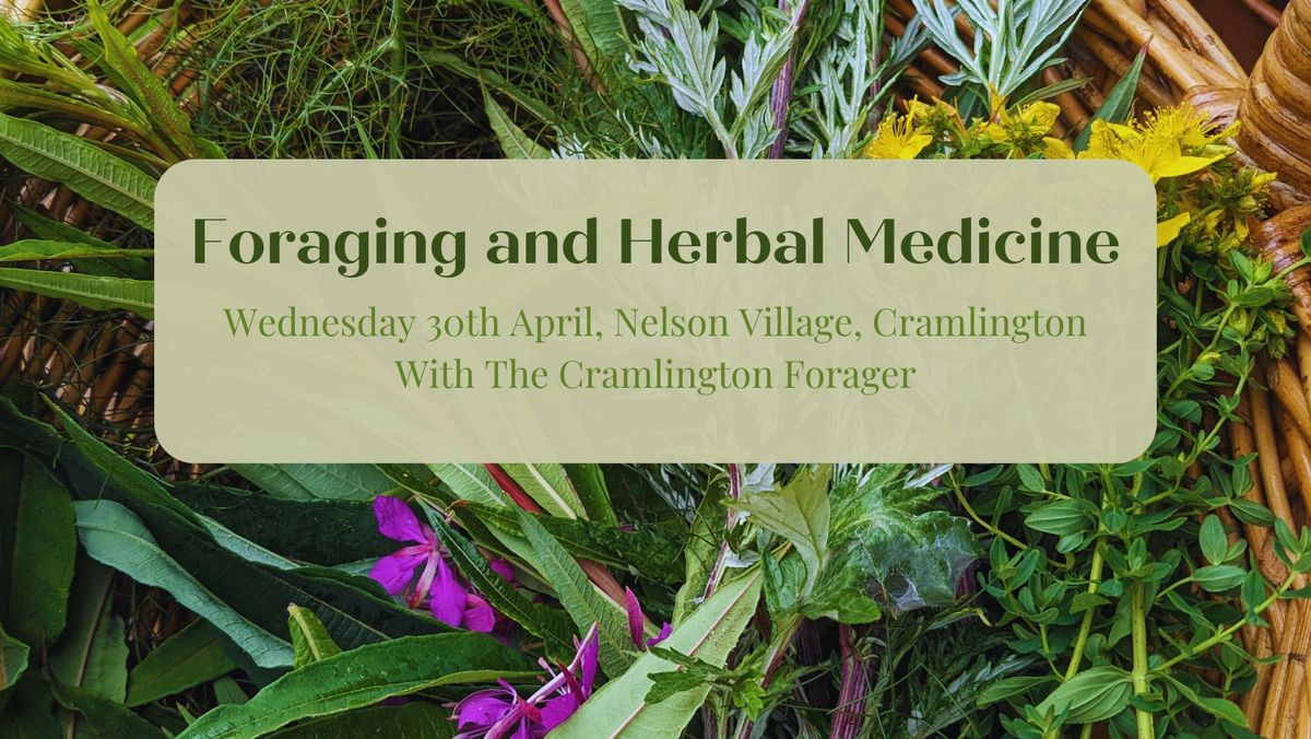 Spring Foraging and Herbal Medicine