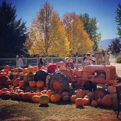 Annual Pumpkin Patch & Festivals