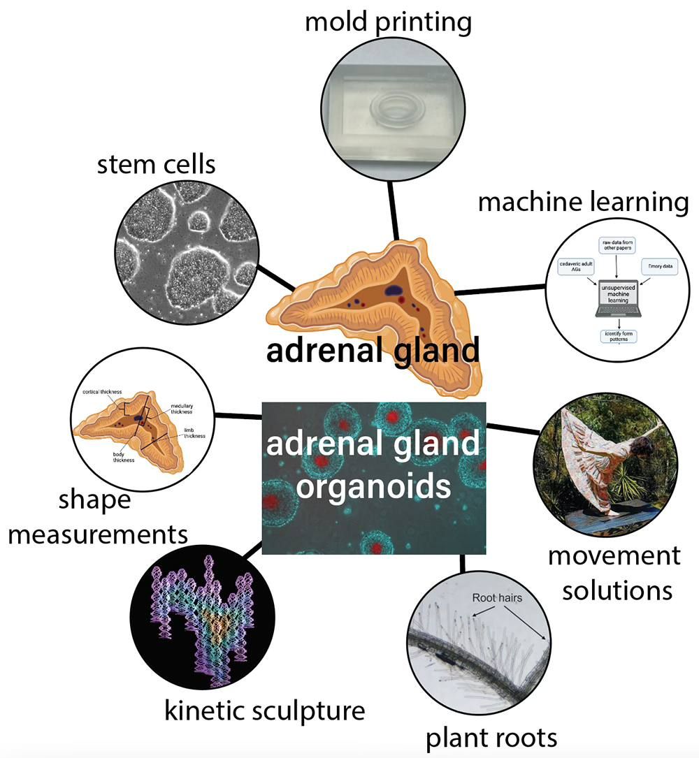 Arts Collaborative Conversation: Organoids