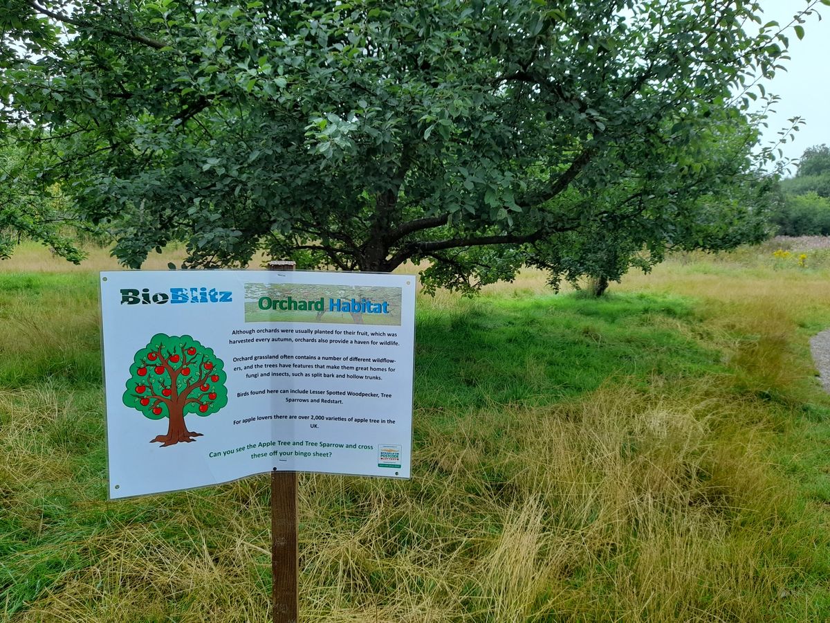 Macclesfield Bioblitz 2024