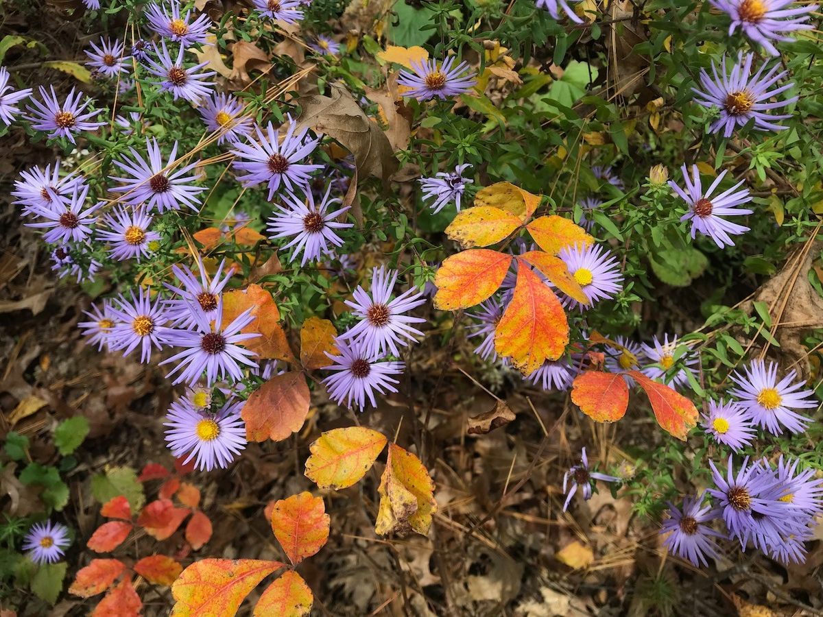 Fall Plant Swap & Sale at The Greimann House