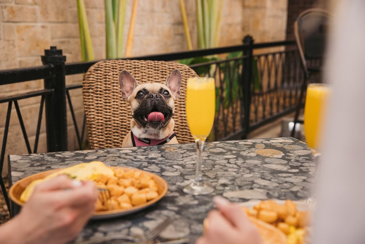 Bark N Brunch