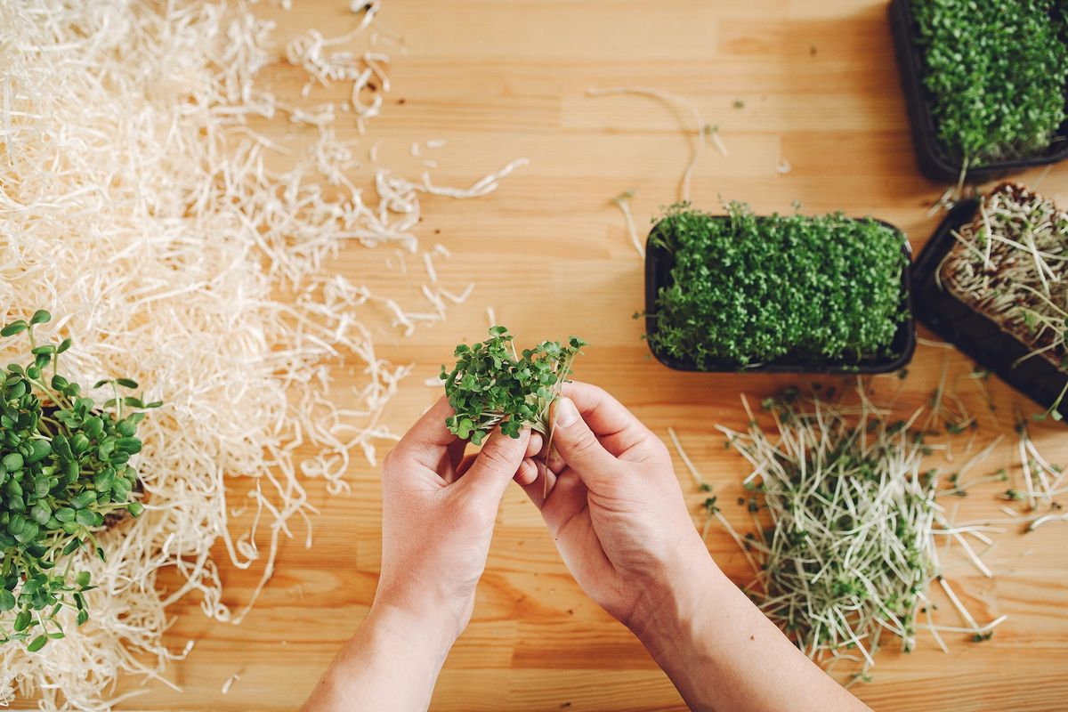 Growing Micro Greens and Sprouts with West Coast Seeds at GARDENWORKS Oak Bay