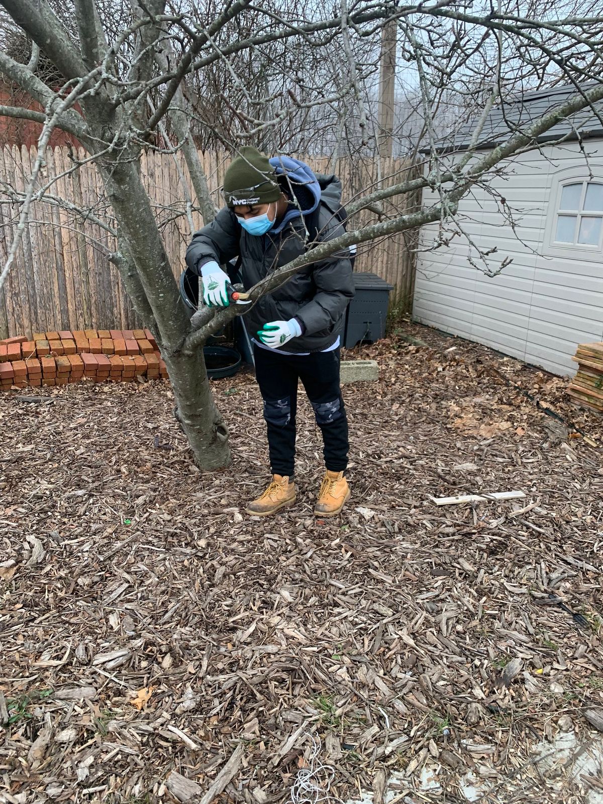 Tree Pruning and Maintenance 