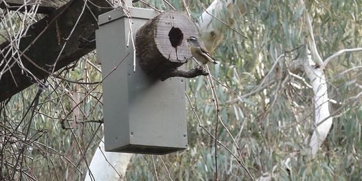DIY Wildlife Habitat: Nest Boxes Workshop