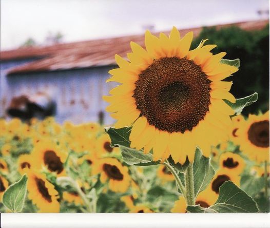 Sunflower Trail & Festival