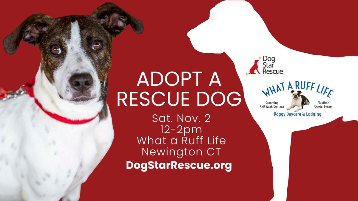 Adopt a Rescue Dog in Newington CT