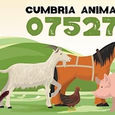 cumbria animal and hen rescue